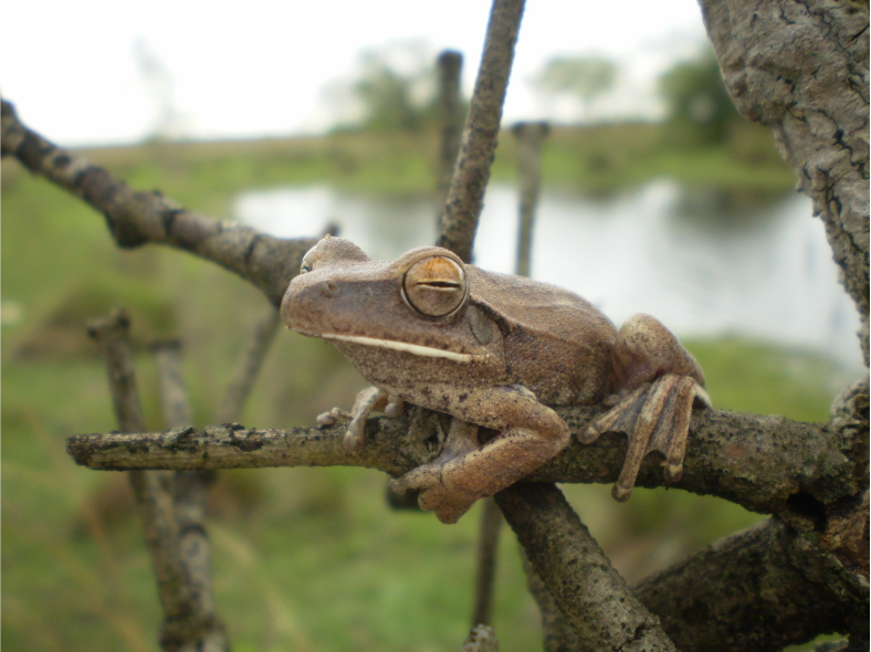 rana