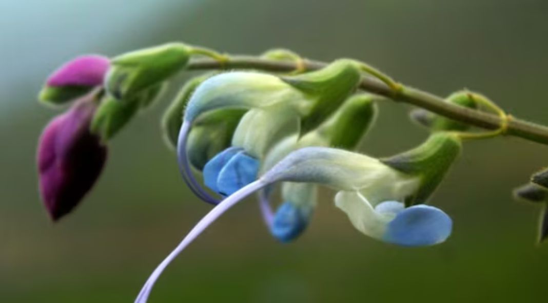 Salvia Messii