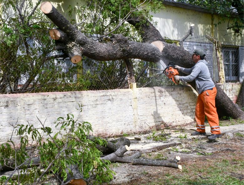arbol caído