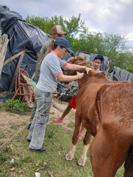 caballos sanidad
