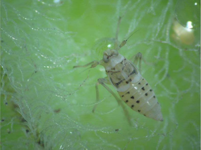 insectos