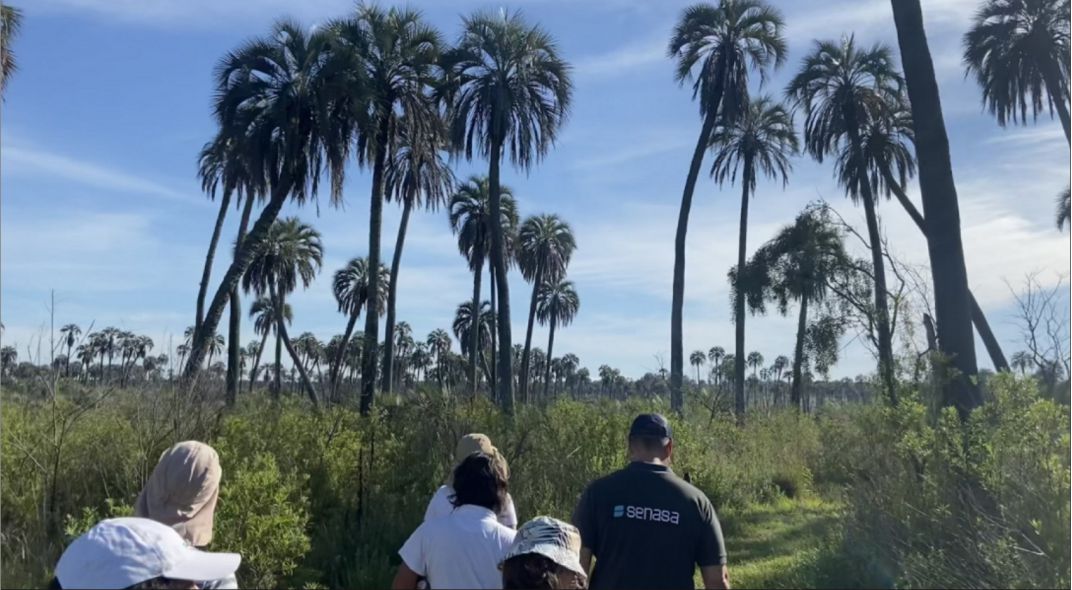 palmeras