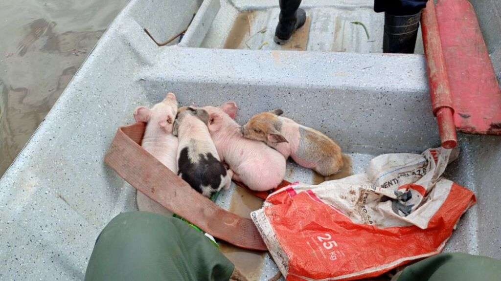 rescate de animales