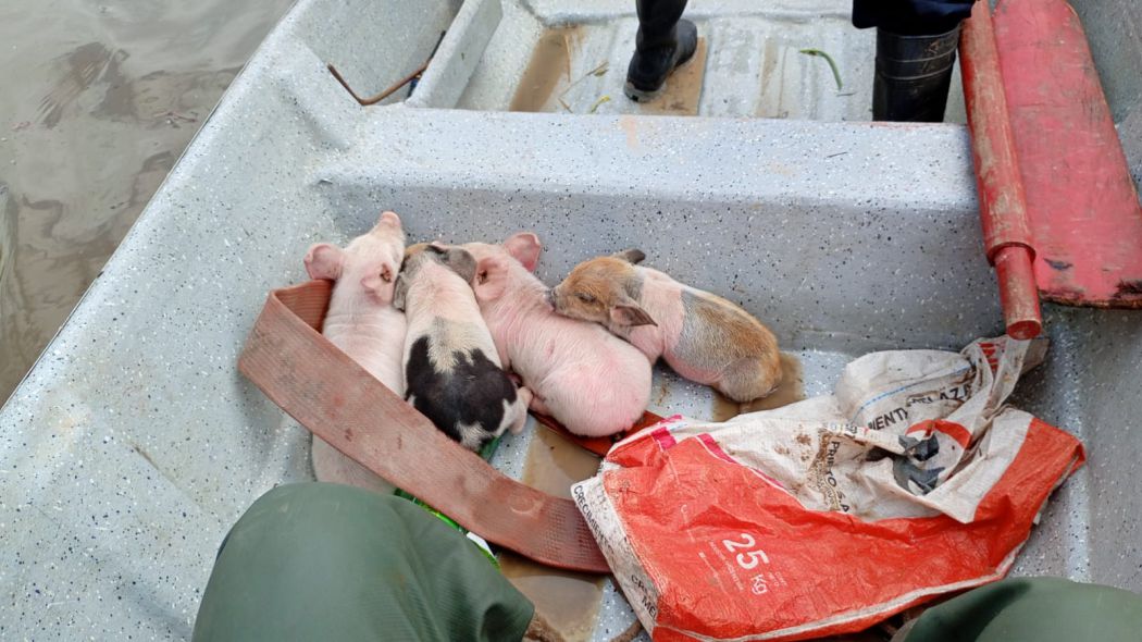 rescate de animales