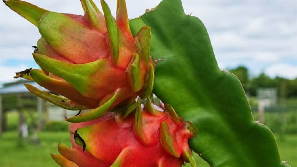 vegetal